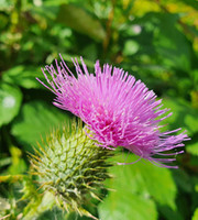 Máriatövismag és méregtelenítés